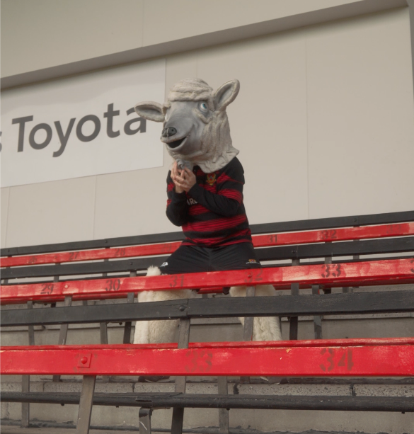 man dressed up as sheep in stadium